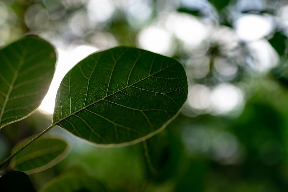 Sun throug green leaves by Ryan Bruce